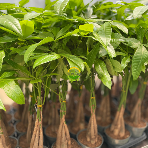 Para Ağacı (Pachira)