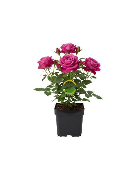 Parole Gül Fidanı - Mor/Koyu Pembe