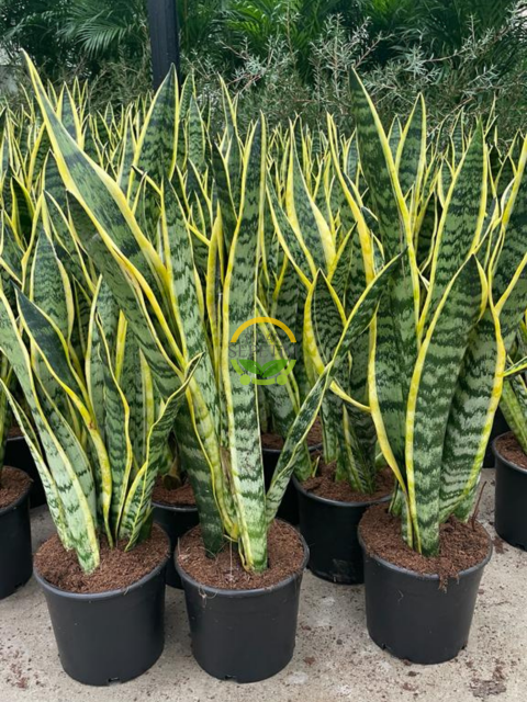 Paşa Kılıcı Çiçeği Sanseveria 80-100cm