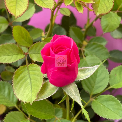 Pembe Renk Minyatür Gül Fidanı