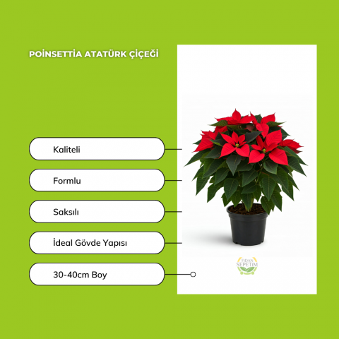 Poinsettia Atatürk Çiçeği 30-40cm