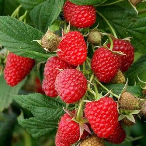Polka Ahududu 'Frambuaz' Fidanı