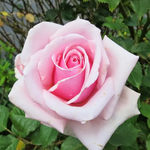 Princess Gül Fidanı - Pembe/Beyaz