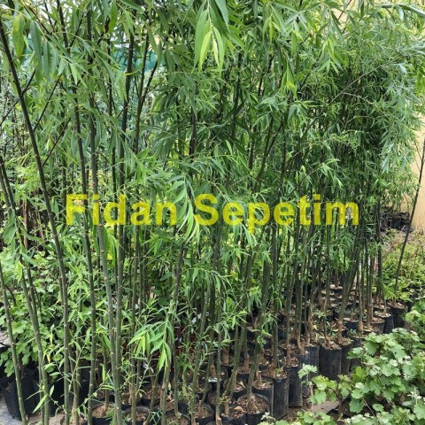 3 Yaş Salkım Söğüt Fidanı (Salix Babylonica)