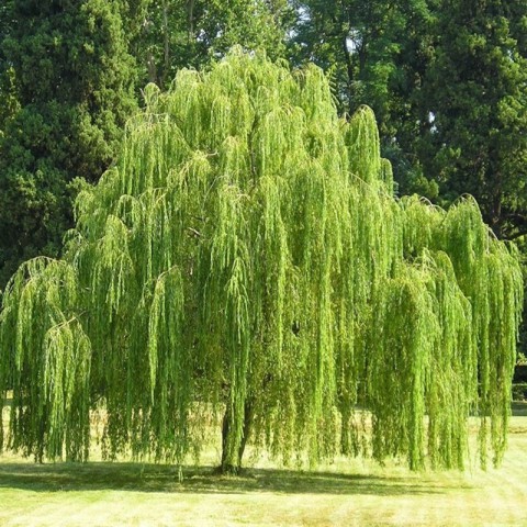 3 Yaş Salkım Söğüt Fidanı (Salix Babylonica)