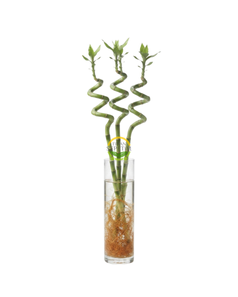 Şans Bambusu Spiral 3'lü Paket 50cm