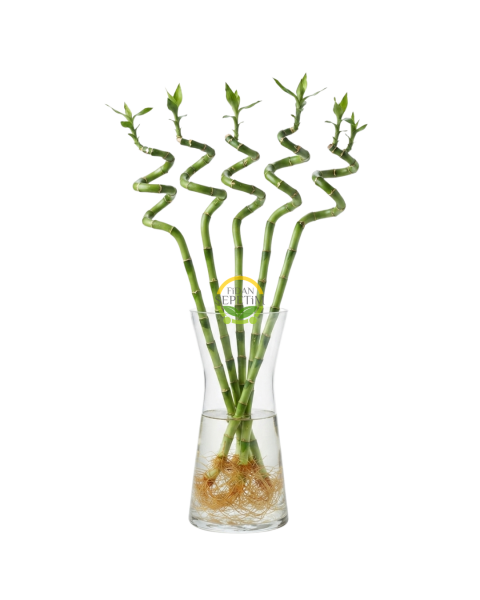 Şans Bambusu Spiral 5'li Paket 50cm