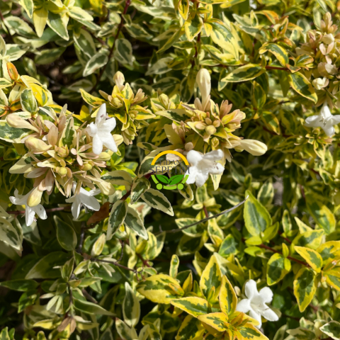 Sarı Alacalı Güzellik Çalısı 'Abelia Grandiflora Kaleidoscope'