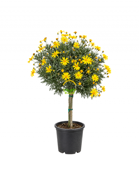 Sarı Papatya Ağacı (Euryops Pectinatus) - Tijli Gövde