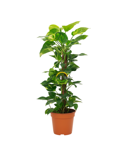 Scindapsus Aureum Bitkisi (Sarmaşık) 60cm