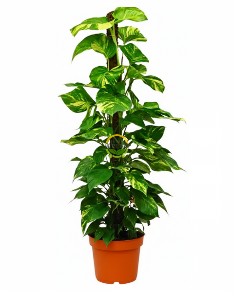 Sopalı Patos Salon Sarmaşığı 'Golden Pothos' 100-120cm