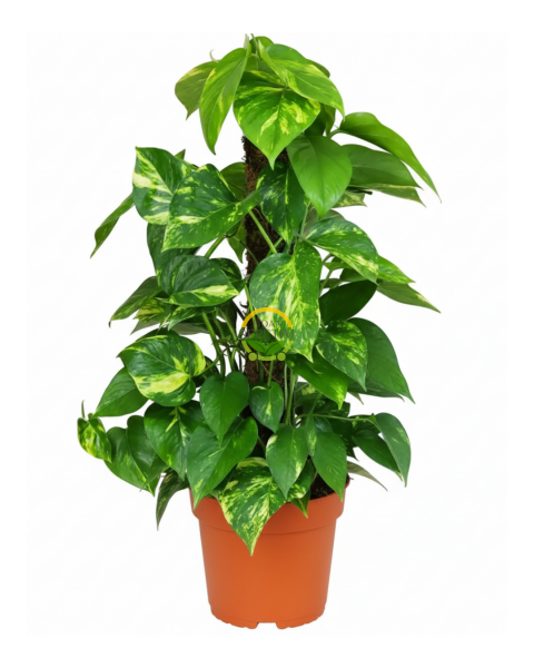 Sopalı Patos Salon Sarmaşığı 'Golden Pothos' 60-80cm