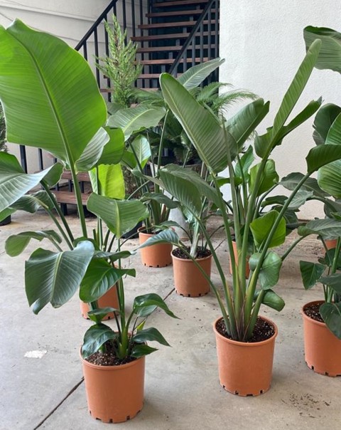 Starliçe 3 Köklü - (Cennet Kuşu - Strelitzia Nicolai) 100-120cm