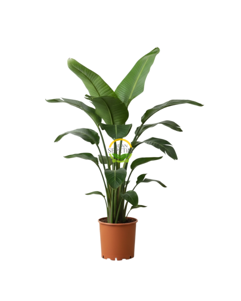 Starliçe 3 Köklü - (Cennet Kuşu - Strelitzia Nicolai) 100-120cm
