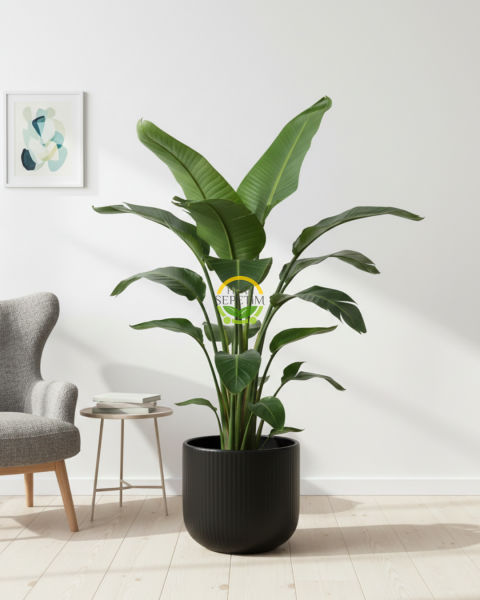 Starliçe 3 Köklü - (Cennet Kuşu - Strelitzia Nicolai) 100-120cm