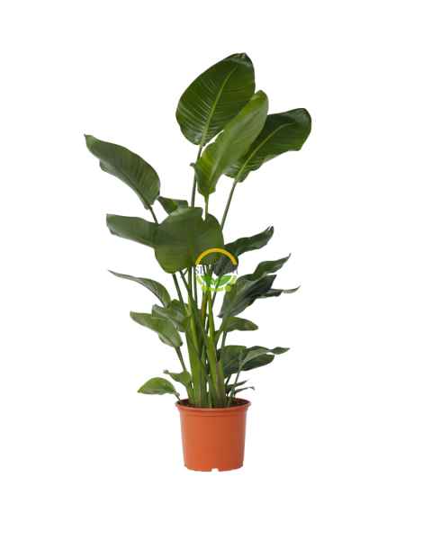 Starliçe 3 Köklü - (Cennet Kuşu - Strelitzia Nicolai) 120-140cm