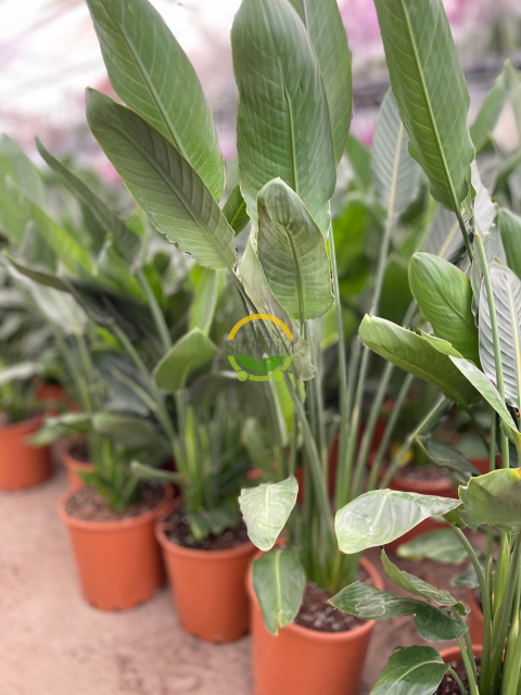 Starliçe 3 Köklü - (Cennet Kuşu - Strelitzia Reginae) 100-120cm
