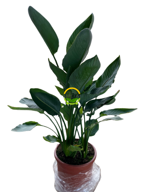 Starliçe 3 Köklü - (Cennet Kuşu - Strelitzia Reginae) 100-120cm