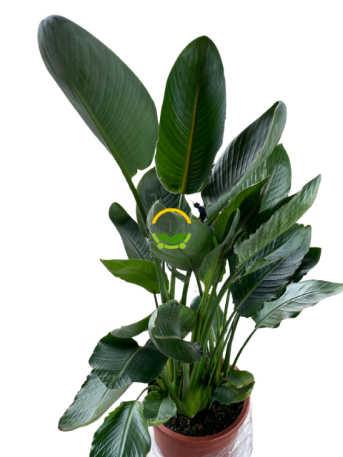 Starliçe 3 Köklü - (Cennet Kuşu - Strelitzia Reginae) 100-120cm