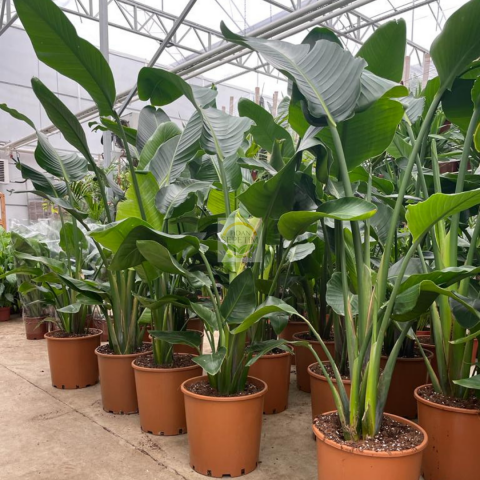 Starliçe - XL (Cennet Kuşu - Strelitzia Reginae) 140-170Cm