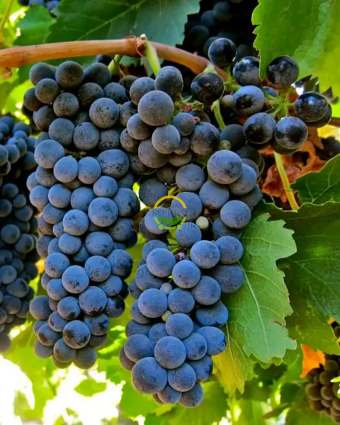 Syrah (Şiraz) Üzüm Fidanı 'Açık Kök'