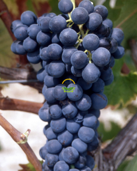 Syrah (Şiraz) Üzüm Fidanı 'Açık Kök'