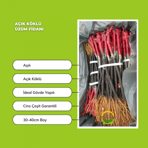 Syrah (Şiraz) Üzüm Fidanı 'Açık Kök'