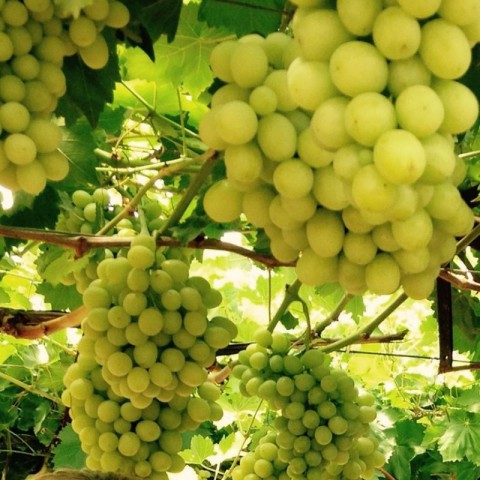 Thompson Çekirdeksiz Üzüm Fidanı -Açık Kök-