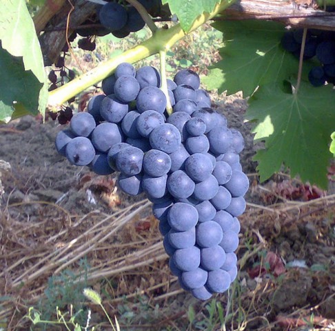 Trakya İlkeren Üzüm Fidanı -Açık Kök-