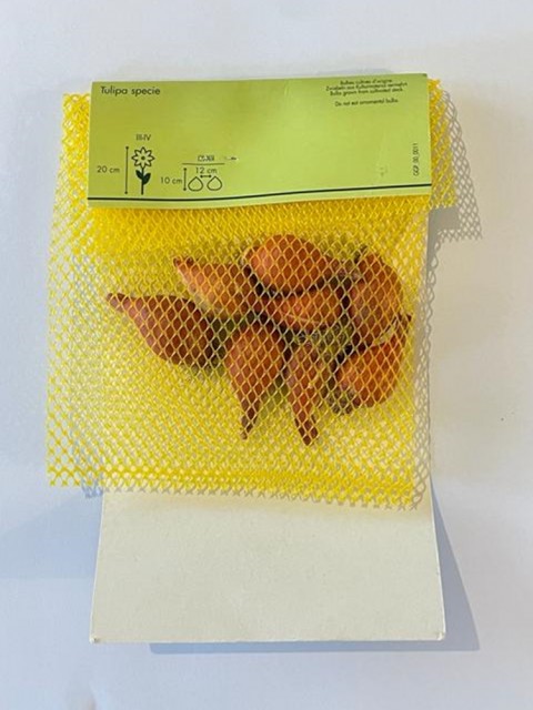 Tulipa Tarda Lale Soğanı 8 Adet
