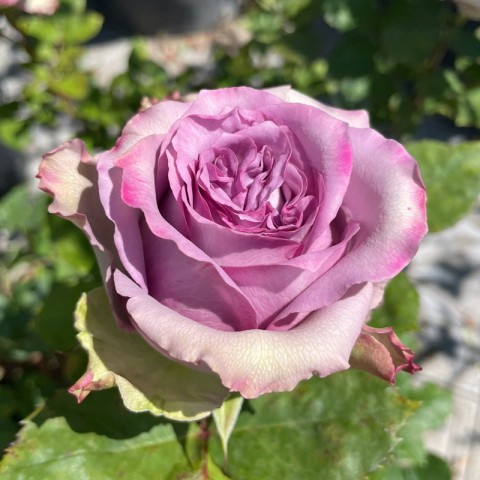 Violet Gül Fidanı -Lila Renk