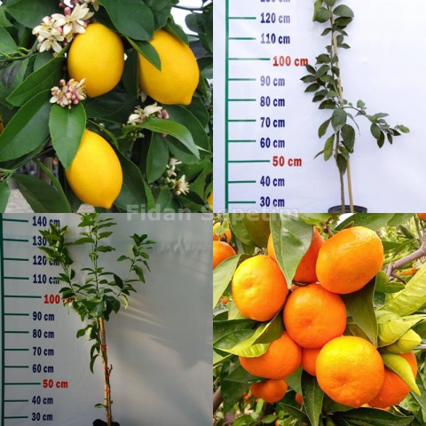Yediveren Limon ve Satsuma Mandalina Fidanı Paketi