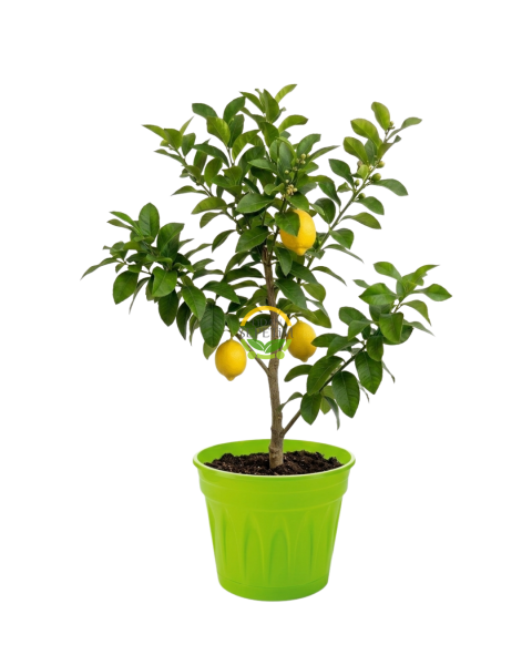 Yeşil Dekoratif Saksılı Limon Fidanı