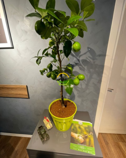 Yeşil Dekoratif Saksılı Limon Fidanı