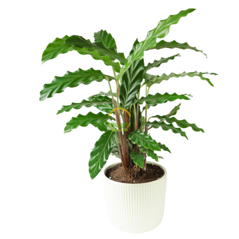 Yeşil Dua Çiçeği  'Calathea Rufibarba' 40-50cm