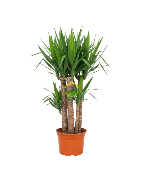 Yucca Bitkisi 4 Gövdeli 150-170cm