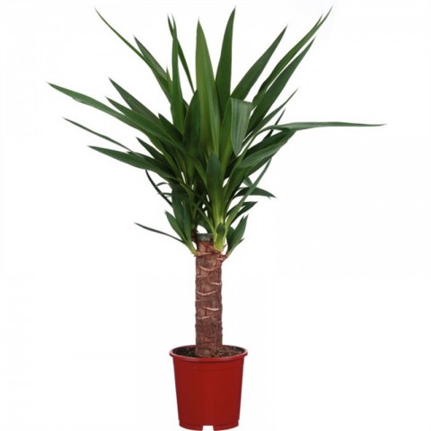 Yucca Bitkisi Tek Gövdeli 50-60cm
