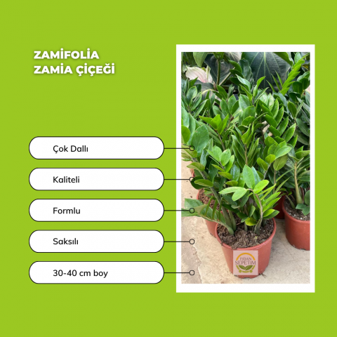Zamioculcas Zamifolia Zamia Çiçeği 30-40cm